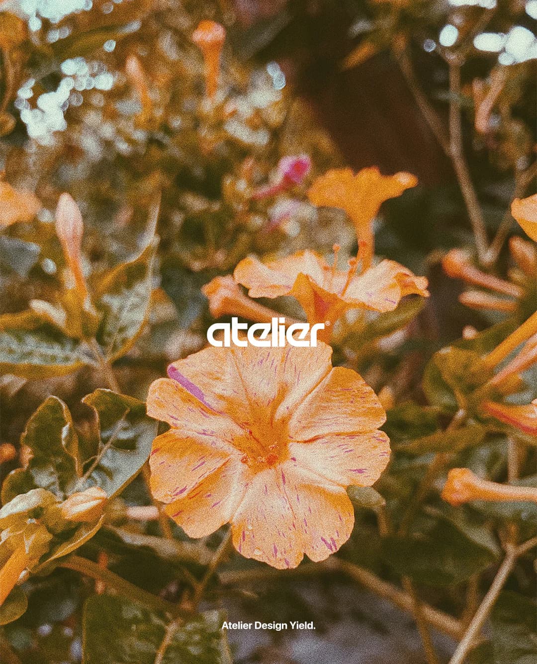 Atelier logo over a photograph of orange flowers